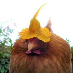 Meet your Posher, Erica